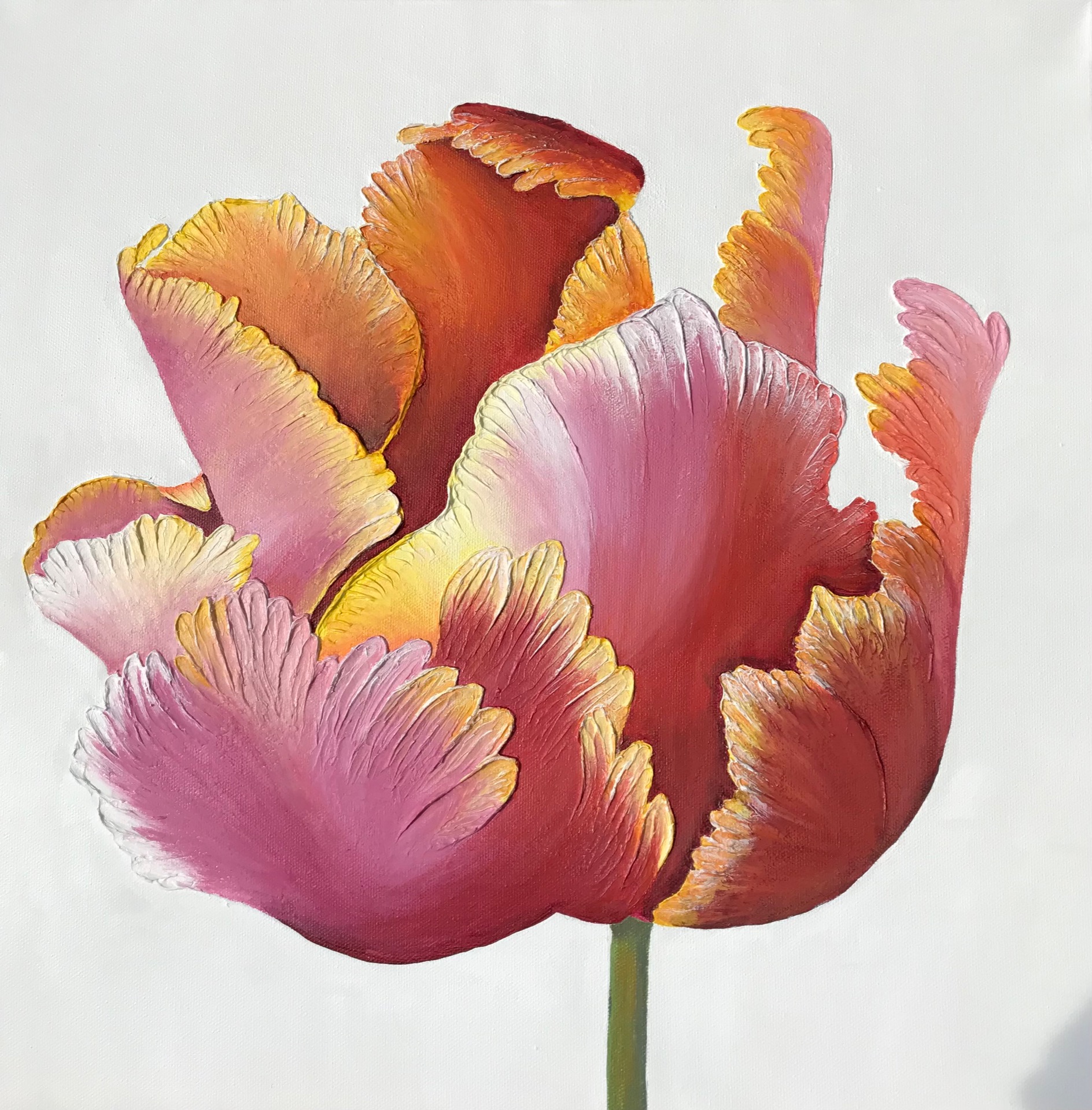 Tulipan